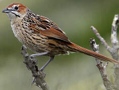 Cape Grassbird