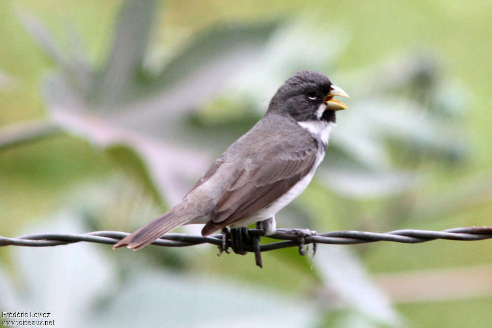 Double-collared Seedeateradult, identification