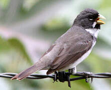 Double-collared Seedeater