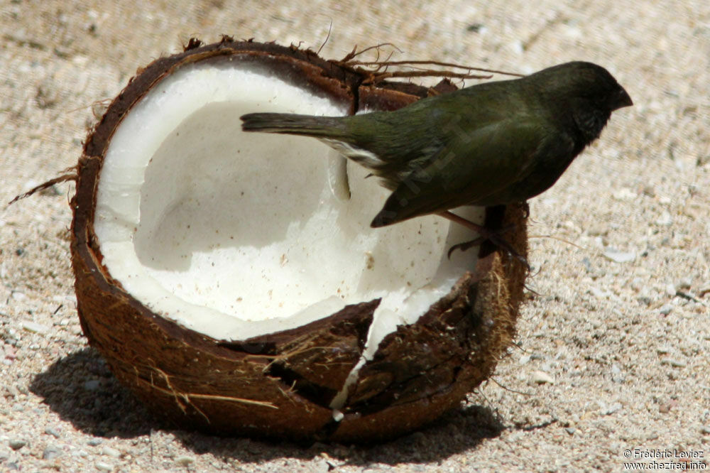 Black-faced Grassquit male adult, identification