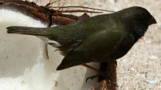 Black-faced Grassquit