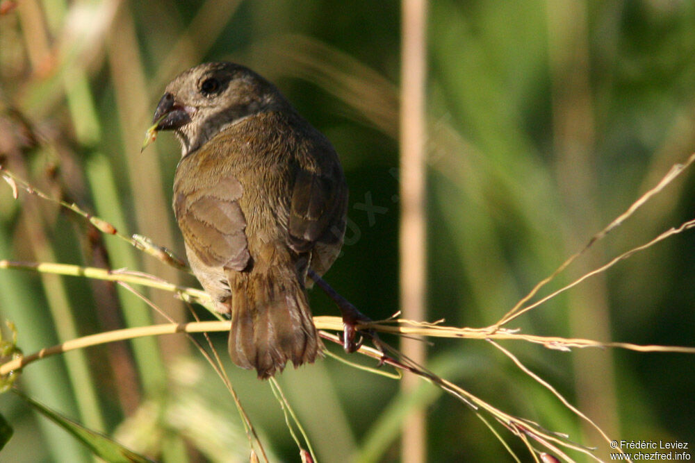 Sporophile cici femelle adulte, identification