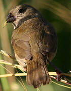 Black-faced Grassquit