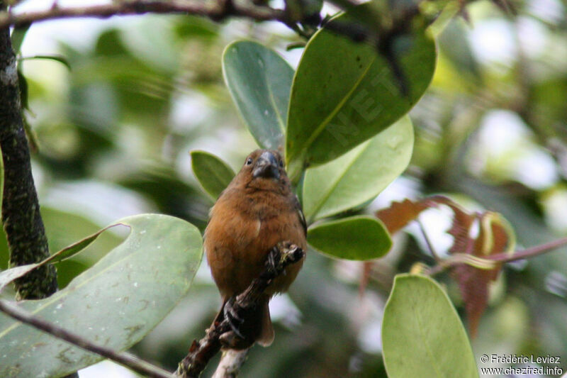 Chestnut-bellied Seed Finch