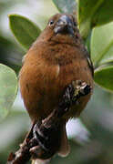 Chestnut-bellied Seed Finch