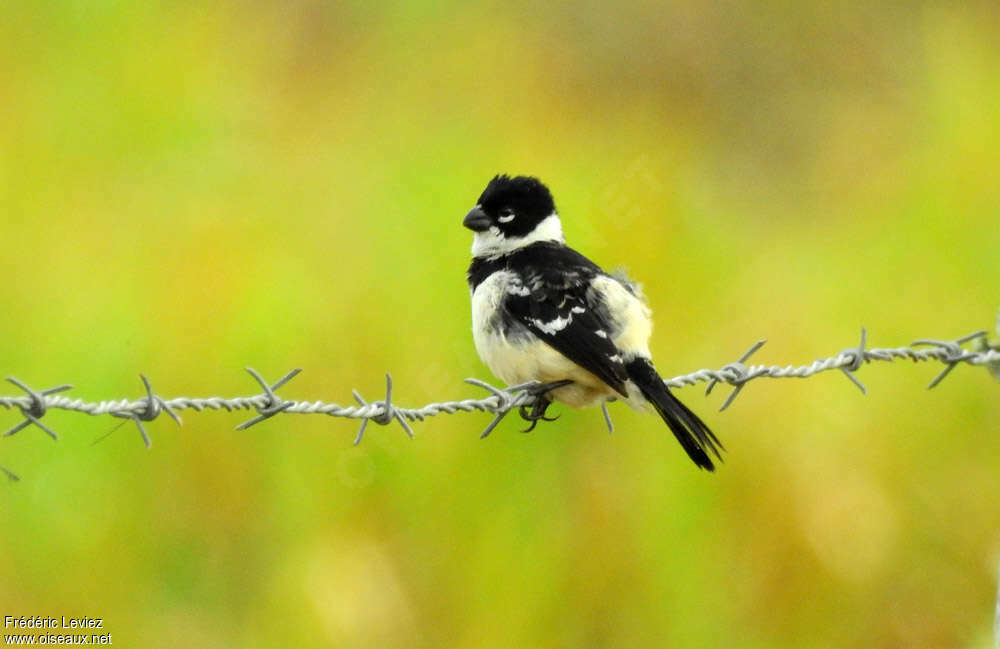 Morelet's Seedeater male adult, identification