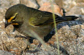 Yellow-faced Grassquit