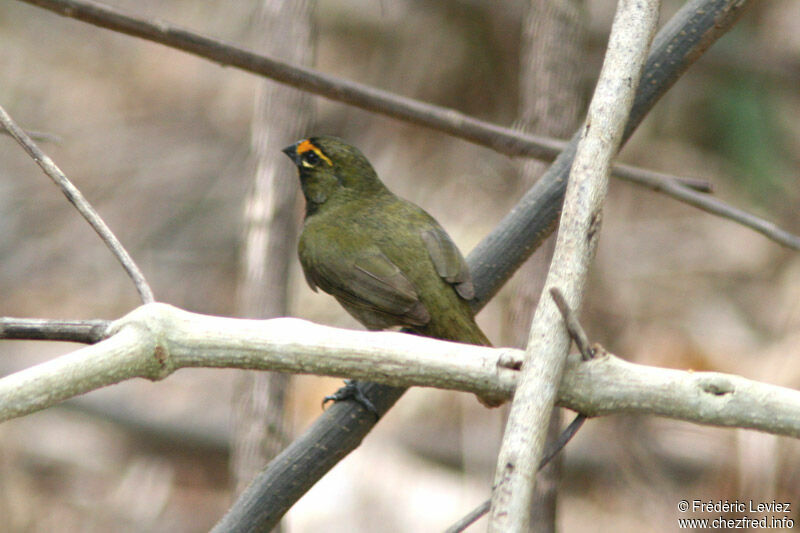 Yellow-faced Grassquit male adult