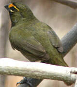 Yellow-faced Grassquit