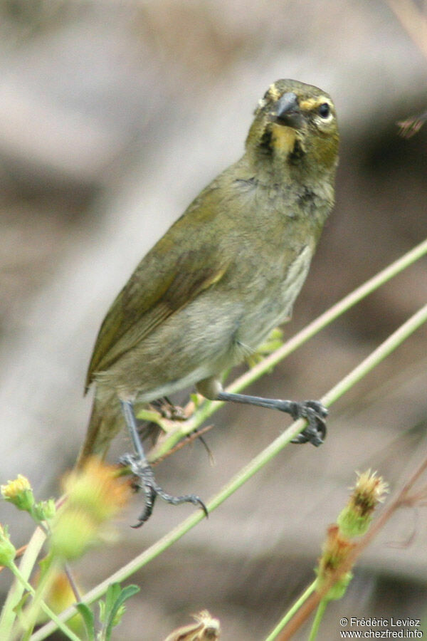 Yellow-faced Grassquit female adult