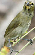 Yellow-faced Grassquit