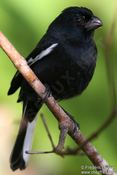 Cuban Bullfinchadult