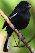 Cuban Bullfinch