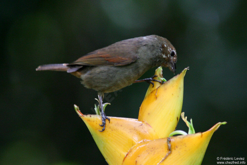 Lesser Antillean Bullfinch female adult, identification