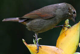 Lesser Antillean Bullfinch