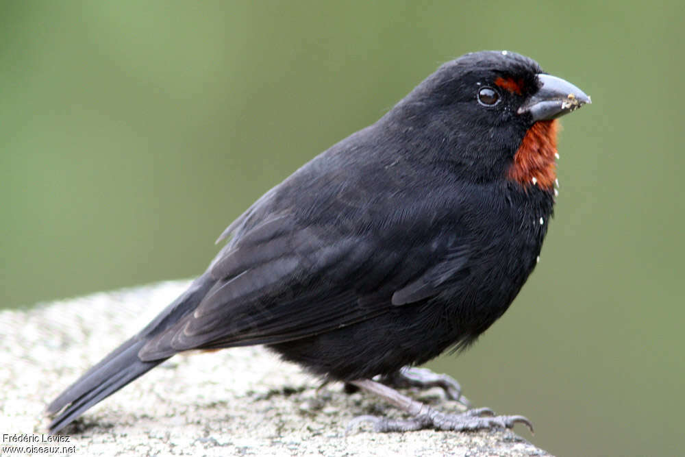 Sporophile rougegorge mâle adulte, portrait