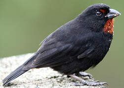 Lesser Antillean Bullfinch