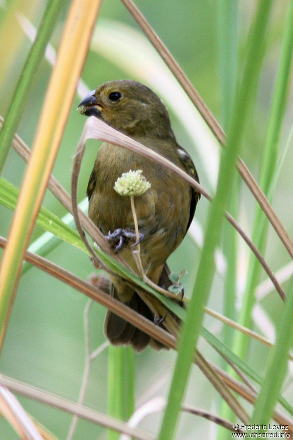 Variable Seedeater female adult