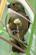 Variable Seedeater