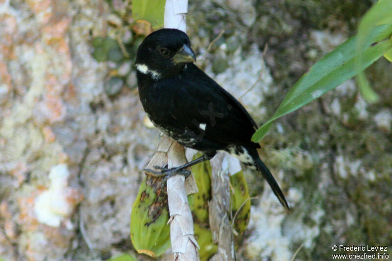 Variable Seedeater male adult, identification