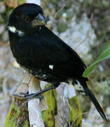 Variable Seedeater