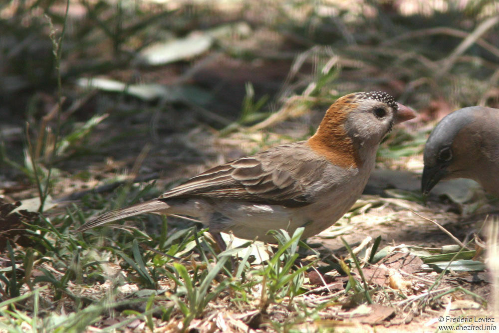 Speckle-fronted Weaveradult, identification