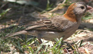 Speckle-fronted Weaver