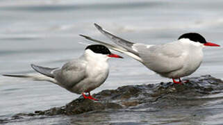 Arctic Tern