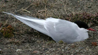 Arctic Tern