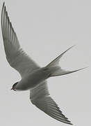 Arctic Tern