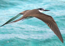 Bridled Tern