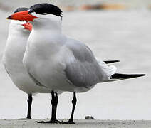 Caspian Tern