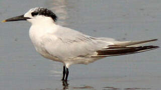 Sandwich Tern