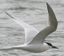 Sandwich Tern