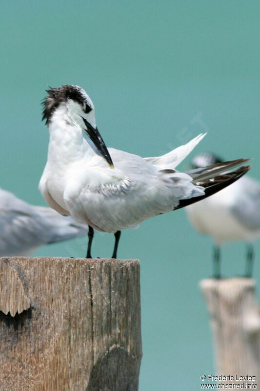 Sandwich Tern adult post breeding