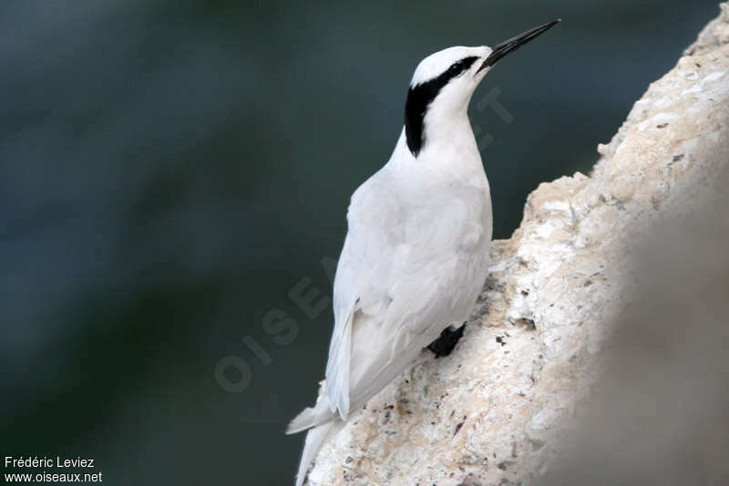 Black-naped Ternadult, identification