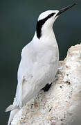 Black-naped Tern