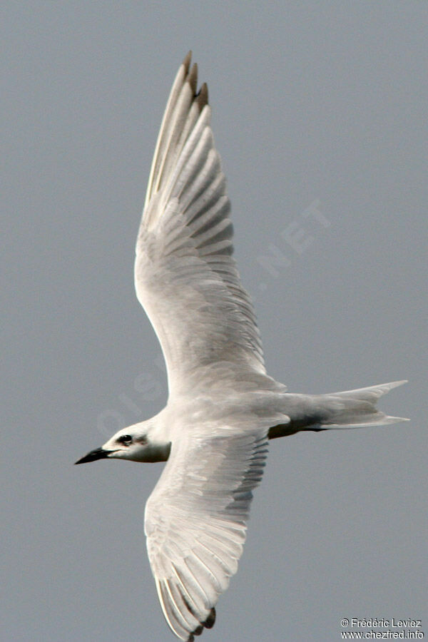 Gull-billed Ternadult