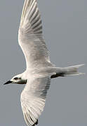 Gull-billed Tern