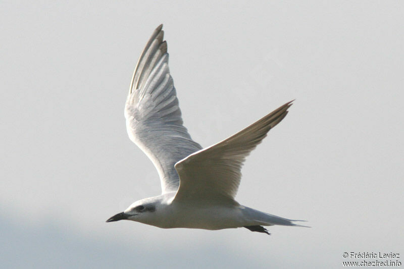 Gull-billed Ternadult