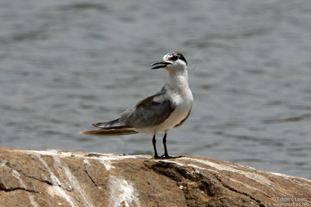 Gull-billed Ternadult post breeding, identification