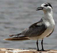 Gull-billed Tern