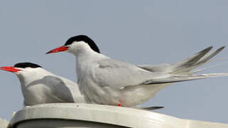 South American Tern