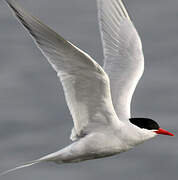 South American Tern