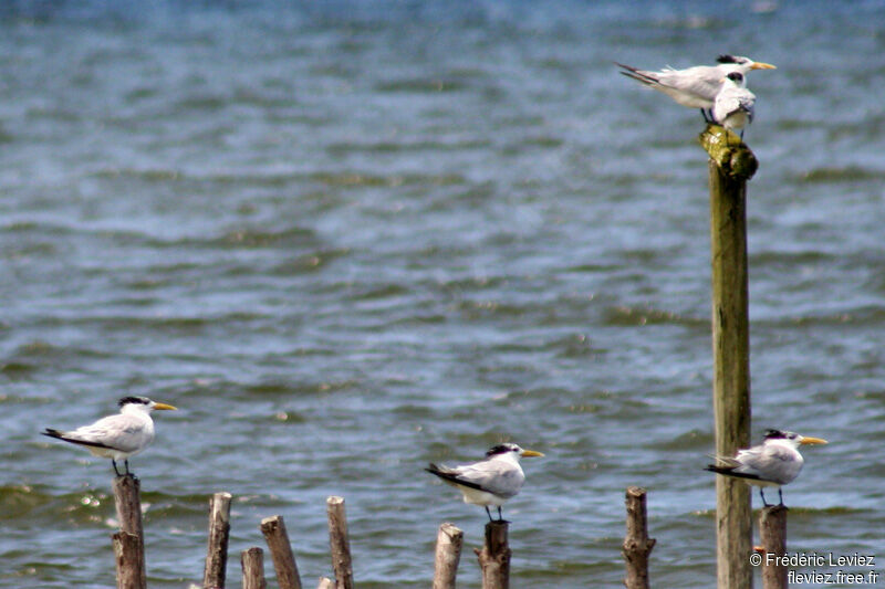 Greater Crested Ternadult post breeding