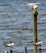 Greater Crested Tern