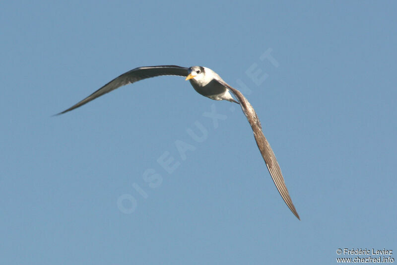 Greater Crested Tern, Flight