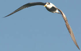 Greater Crested Tern