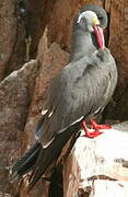 Inca Tern