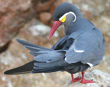 Inca Tern